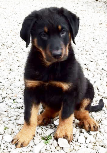 domainedelalicorne.fr Elevage de beauceron chiot beauceron pure race élevage du clos de la licorne elevage des gardiens de la licorne elevage beauceron noir et feu authentique gros gabarits élevage de Beauceron familial sérieux et qualité domainedelalicorne.fr suivi des chiots conseil d’éducation chiot propre bas rouge santé caractère spécialiste du beauceron noir et feu ou arlequin chien rustique berger de France  nos chiots sont élevés avec amour et attention notre passion au service de la qualité Beauceron de qualité et sportif domaine de la licorne 04380 BARRAS élevage en liberté éleveur berger de beauce élevage de beauceron de travail 